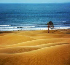 تقابل زیبای نخل و رمل و#دریا در#ساحل زیبای «دَرَک» در#سیس