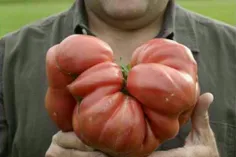 سنگین ترین #گوجه جهان 3.814 کیلوگرم وزن دارد، توسط دن مک 