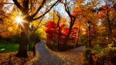 طبیعت زیبای پاییزی
