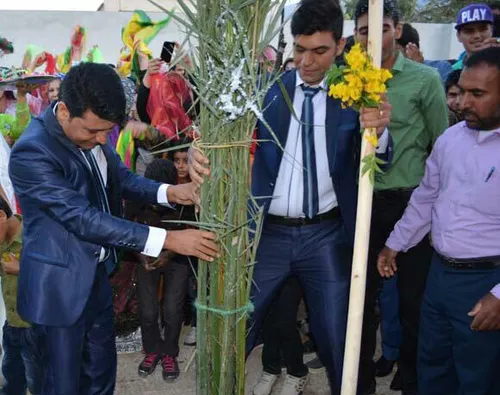 دو زوج جوان در استان بوشهر به جای ذبح کردن گوسفنده درخت خ