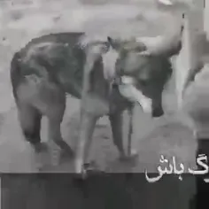 محتاج نوازش هیچ بی شرفی نیستیم ی تنه ی امت گاییدیم😎🤘