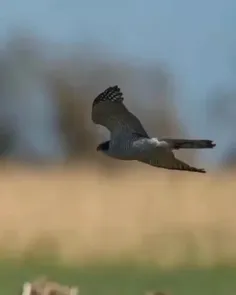 شاهین پرگرین (Peregrine falcon)، یک پرنده شکاری جهان‌وطنی