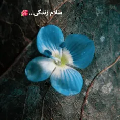 سلام زندگی...🌺