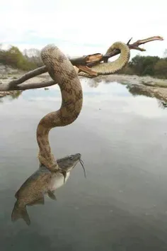 مار بزرگ در حال شکار ماهی