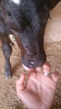 دست منه تو دهن گوساله تازه امد به دنیا