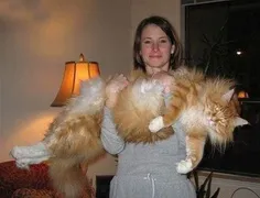 بزرگترین گربه جهان.