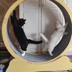 بازی گربه ها 😻