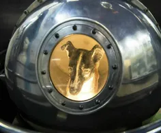 اولین سگ در فضا به نام laika آن طور که در ابتدا توسط شورو