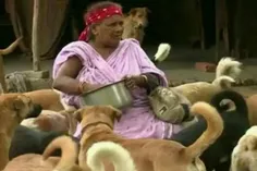 خانم 50 ساله هندی به نام pratima Devi از 400 سگ ولگرد نگه