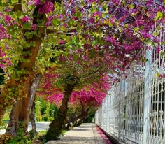 ارغوان افغانی زیبا #باغ ارم #شیراز #بهار98