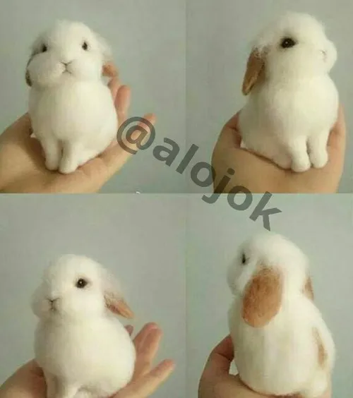 خرگوش خوشمل