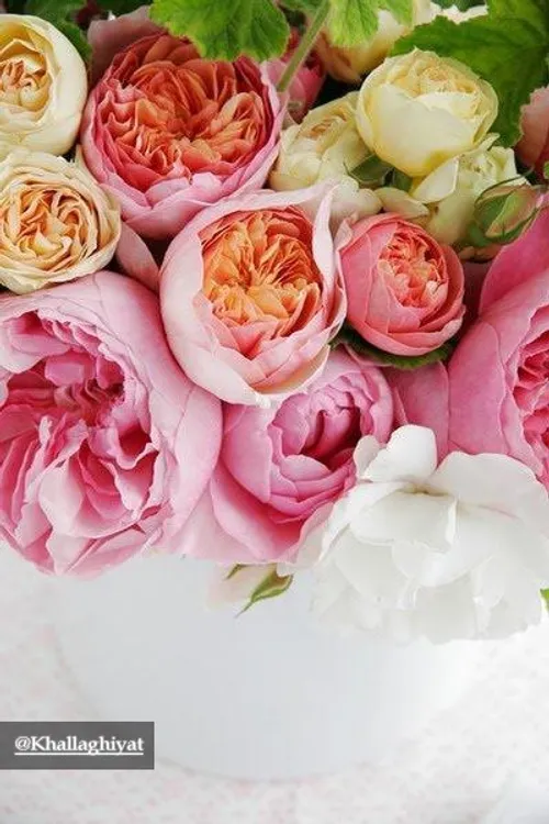 گرانترین گل جهان گل رز ژولیت نام دارد که برای به عمل آمدن