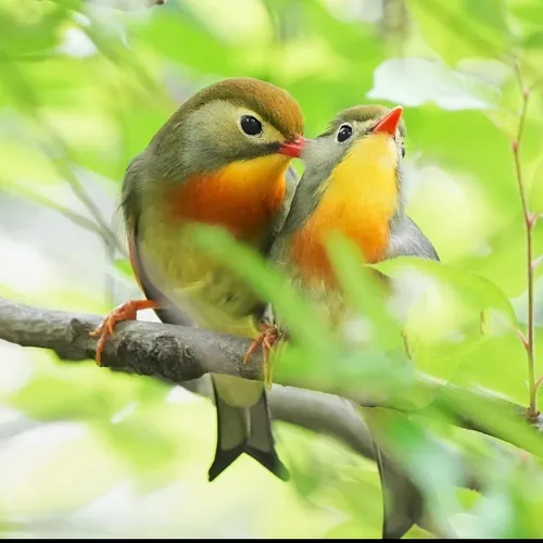 تصاویر عاشقانه مهربانو پرنده کپی با ذکر صلوات جهت سلامتی 
