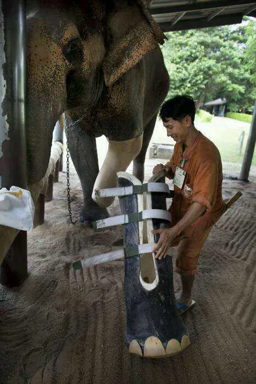 پای مصنوعی برای فیل