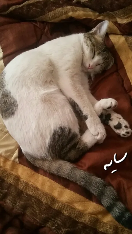 همین 🐾