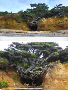 از عجیب ترین درختان جهان معروف به درخت زندگی در پارک ملی 
