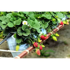 پرورش توت فرنگی گلخانه ای در شهرستان نظرآباد استان البرز