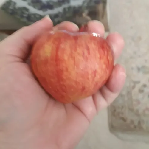چند وقت پیش ی سیب گرفتم این شکلی ....