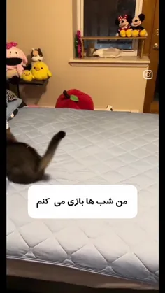 پیشی پیشی میو میو 🐱 