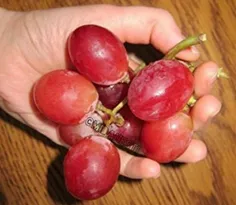 هر رنگ انگور چه فوایدی دارد ؟🤔 