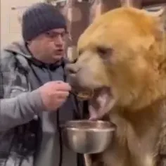 خرس خانگی یک روس