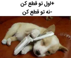 این مشغله به حیوانام سریات کرد😹