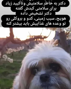 فندی دیگه نمی تونه گوشت و مرغ بخوره به خاطر کبدش🥺🥺