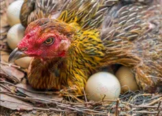 مرغ ها بطور متوسط در طول یک سال 228 بار تخم می گذارند.