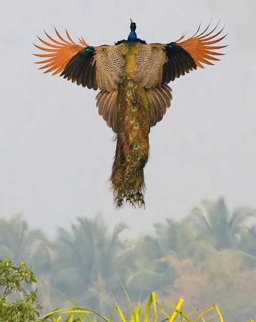 این چندتا لایک داره..پرواز طاووس
