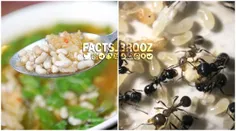 «سوپ تخم مورچه‌های سفید» یکی از عجیب‌ترین سوپ‌ها در جهان 