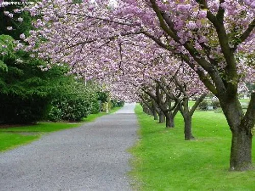 زیبایی ارام بخش طبیعت