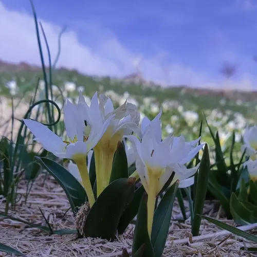 گل رنگ سبز شکوفه جهان طبیعت بهار ایران
