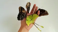زیبایی های آفرینش ــ پروانه ها