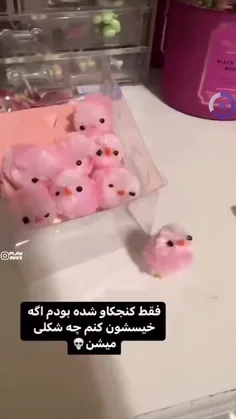 فقط بیچاره کنجکاو بود😂