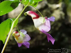 گل هایی که شبیه چیز دیگری به نظر میرسند! گل طوطی