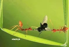 دعوای دو مورچه بر سر غذا 🐜