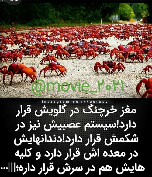 شگفت انگیز