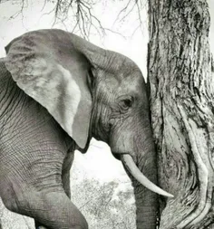 #فیلها شدیدا به هم وابسته اند.