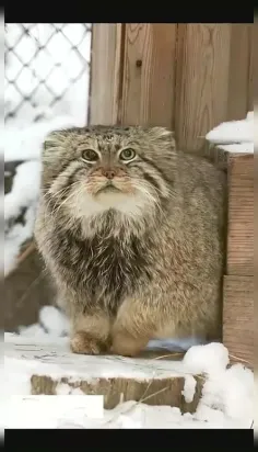 گربه پالاس (Otocolobus manul)، همچنین به عنوان مانول شناخ