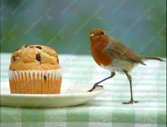 بیشتر پرندگان هر روز 2 برابر وزنی که دارند غذا می خورند.