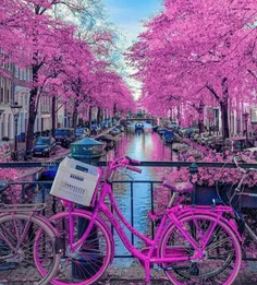 خیابان صورتی در آمستردام هلند