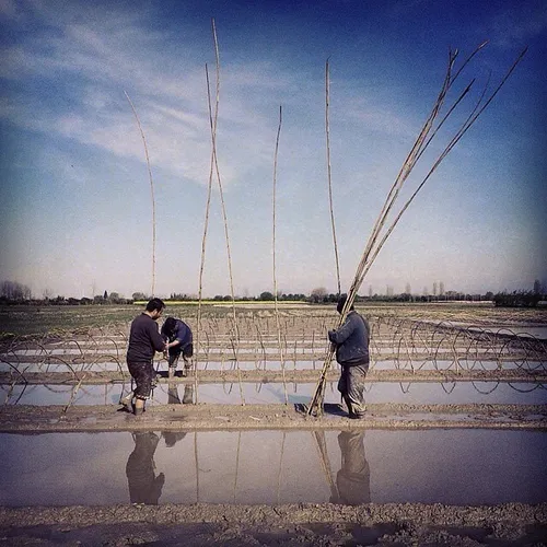 Farmers working at a paddy field in Mazandaran, Iran. Pho