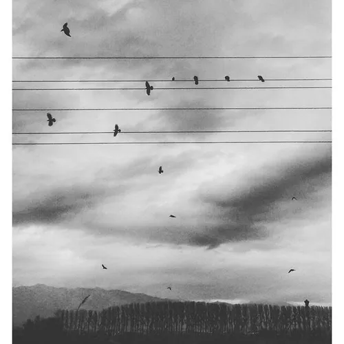 dailytehran sky clouds birds bw bwphotography Tehran Iran