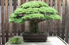 درخت بونسای 393 ساله که از بمباران ویرانگر هیروشیما جان س