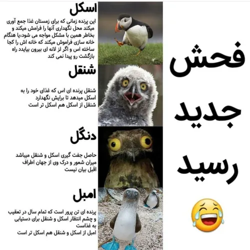 فحش جدید رسید 😂 😂 😂