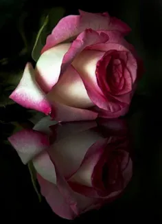 طبیعت arammilani 3664559