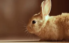 خرگوش باهوش