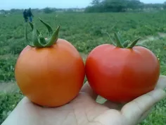 #tomato#تماته#گوجه فرنگی#