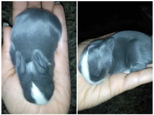 خرگوشکم چه ناز خوابیده 💙 🐰