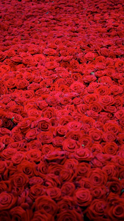 این گلای سرخ تقدیم به مهربونای ویس،بابت زحمتایی که کشیدید